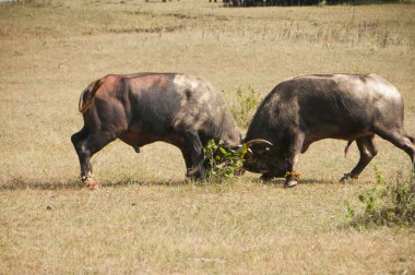 Hindistan 'da bufalo savaşı