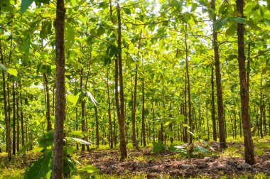 Tik ağacı tarlada.