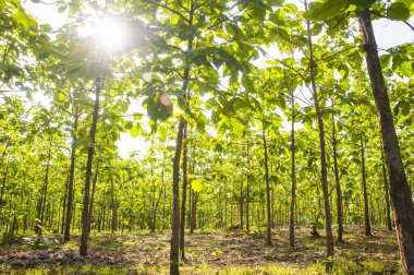 Tik ağacı tarlada.