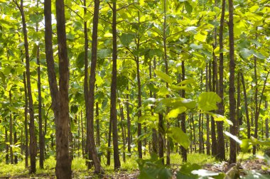 Tik ağacı tarlada.