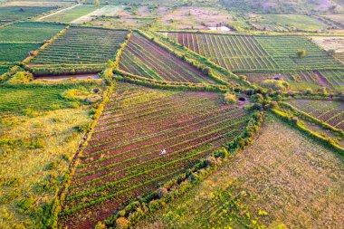 Yeşil tarım alanının havadan görünüşü, Hindistan.
