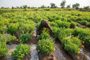 Kadife çiçeği tarlasında çalışan çiftçi, Hint çiftçiliği sahnesi..