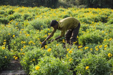 Kadife çiçeği tarlasında çalışan çiftçi, Hint çiftçiliği sahnesi..