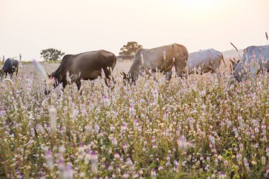 Çayırda otlayan inek.
