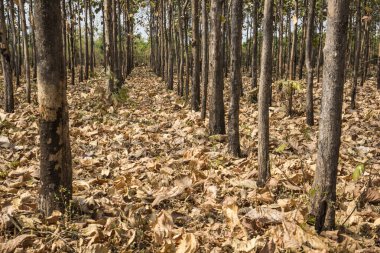 ormanda güzel altın sonbahar
