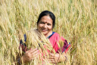 Buğday tarlasında sari giyen Hintli kadın buğday tarlasında gülümseyen kadının portresi..