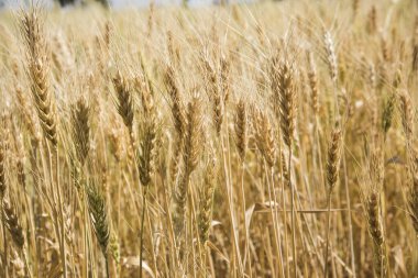 Hasat mevsiminde altın buğday tarlasını güneş ışığıyla kapatın.