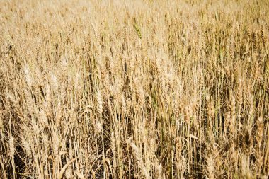 Hasat mevsiminde altın buğday tarlasını güneş ışığıyla kapatın.