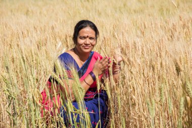 Buğday tarlasında sari giyen Hintli kadın buğday tarlasında gülümseyen kadının portresi..