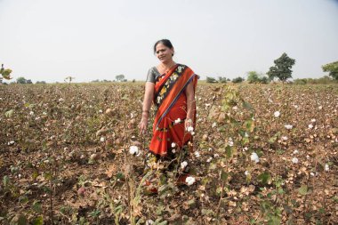 Pamuk tarlasında pamuk toplayan Hintli kadın..