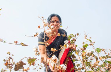 Pamuk tarlasında pamuk toplayan Hintli kadın..