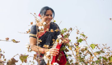 Pamuk tarlasında pamuk toplayan Hintli kadın..