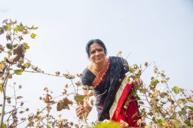 Pamuk tarlasında pamuk toplayan Hintli kadın..