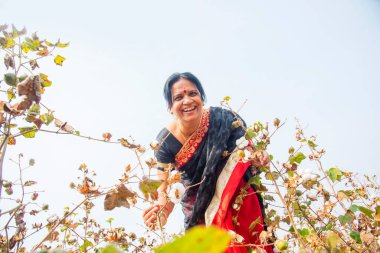 Pamuk tarlasında pamuk toplayan Hintli kadın..