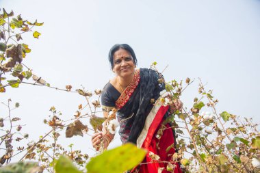 Pamuk tarlasında pamuk toplayan Hintli kadın..