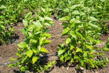 Dut tarlası, ipekböcekleri dut yapraklarıyla besleniyor. Çiftçiler ipek böceği kültürüne giriştiler ve iyi kazançlar elde ettiler.