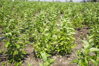 Dut tarlası, ipekböcekleri dut yapraklarıyla besleniyor. Çiftçiler ipek böceği kültürüne giriştiler ve iyi kazançlar elde ettiler.