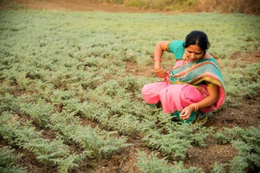 Nohut tarlasında çalışan geleneksel giysili Hintli kadın.