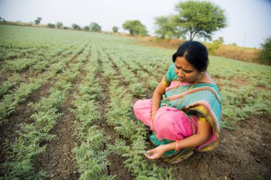 Nohut tarlasında çalışan geleneksel giysili Hintli kadın.