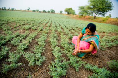 Nohut tarlasında çalışan geleneksel giysili Hintli kadın.