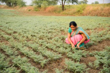 Nohut tarlasında çalışan geleneksel giysili Hintli kadın.