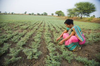 Nohut tarlasında çalışan geleneksel giysili Hintli kadın.