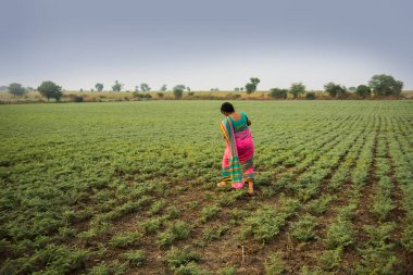 Geleneksel giysiler içinde Hintli kadın nohut tarlasında yürüyor.