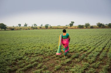 Geleneksel giysiler içinde Hintli kadın nohut tarlasında yürüyor.