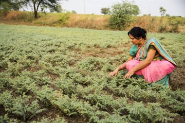 Nohut tarlasında çalışan geleneksel giysili Hintli kadın.