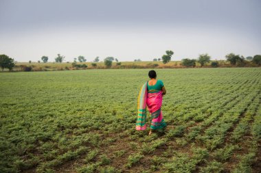 Geleneksel giysiler içinde Hintli kadın nohut tarlasında yürüyor.