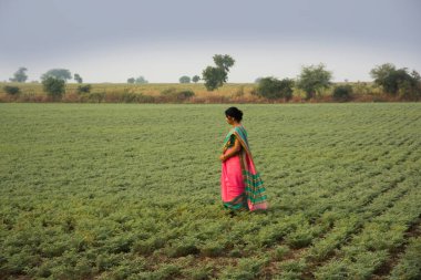 Geleneksel giysiler içinde Hintli kadın nohut tarlasında yürüyor.