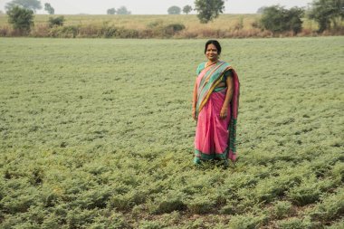Geleneksel giysiler içinde Hintli kadın nohut tarlasında yürüyor.