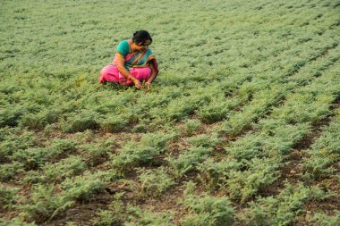Nohut tarlasında çalışan geleneksel giysili Hintli kadın.