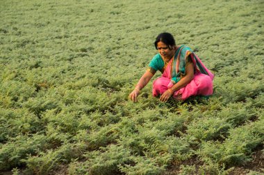 Nohut tarlasında çalışan geleneksel giysili Hintli kadın.