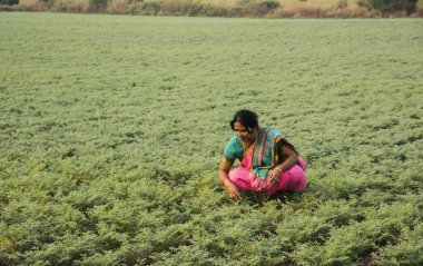 Nohut tarlasında çalışan geleneksel giysili Hintli kadın.