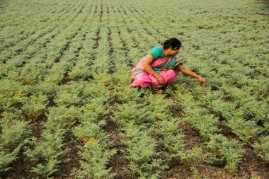 Nohut tarlasında çalışan geleneksel giysili Hintli kadın.