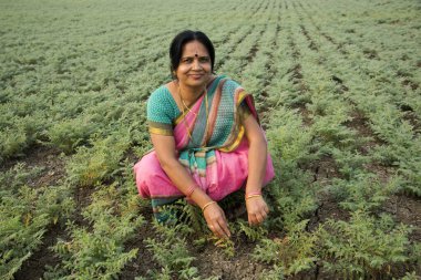 Nohut tarlasında çalışan geleneksel giysili Hintli kadın.