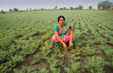 Nohut tarlasında çalışan geleneksel giysili Hintli kadın.