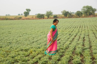 Geleneksel giysiler içinde Hintli kadın nohut tarlasında yürüyor.
