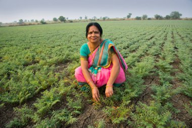Nohut tarlasında çalışan geleneksel giysili Hintli kadın.