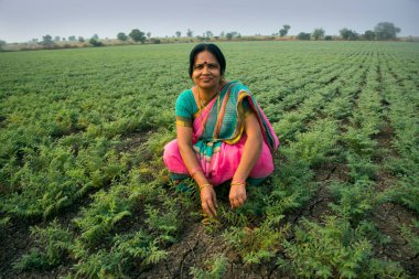Nohut tarlasında çalışan geleneksel giysili Hintli kadın.