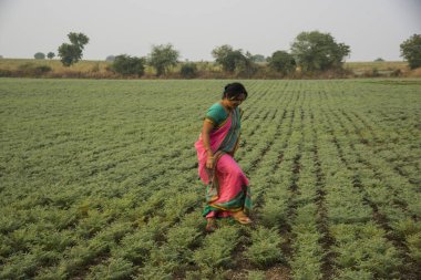 Geleneksel giysiler içinde Hintli kadın nohut tarlasında yürüyor.