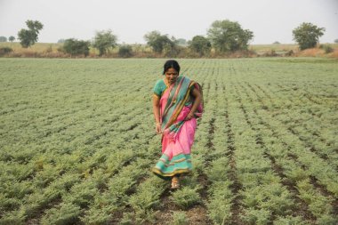 Geleneksel giysiler içinde Hintli kadın nohut tarlasında yürüyor.