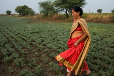 Geleneksel giysiler içinde Hintli kadın nohut tarlasında yürüyor.