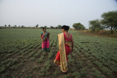 Geleneksel giysiler içinde Hintli kadın nohut tarlasında yürüyor.