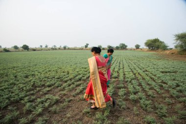 Geleneksel giysiler içinde Hintli kadın nohut tarlasında yürüyor.