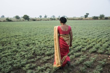 Geleneksel giysiler içinde Hintli kadın nohut tarlasında yürüyor.
