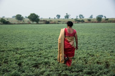 Geleneksel giysiler içinde Hintli kadın nohut tarlasında yürüyor.