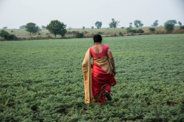 Geleneksel giysiler içinde Hintli kadın nohut tarlasında yürüyor.