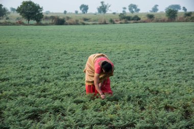 Geleneksel giysiler içinde Hintli kadın nohut tarlasında yürüyor.
